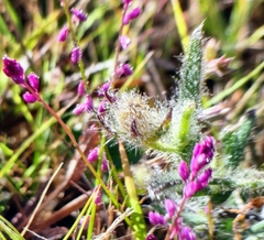 Polygala glochidiata