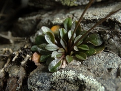 Cardamine dimidia
