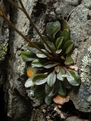 Cardamine dimidia