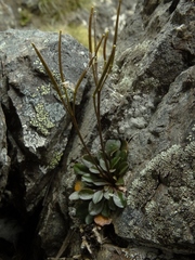 Cardamine dimidia
