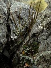 Cardamine dimidia