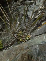 Cardamine dimidia