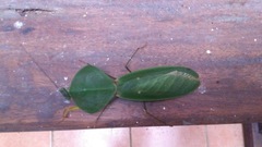 Choeradodis rhomboidea