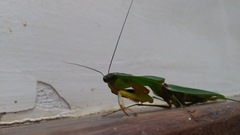 Choeradodis rhomboidea