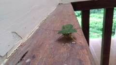 Choeradodis rhomboidea