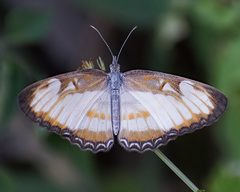Mestra hersilia