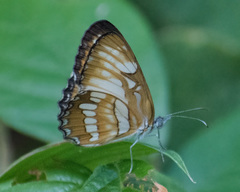 Mestra hersilia