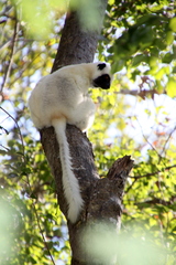 Propithecus deckenii