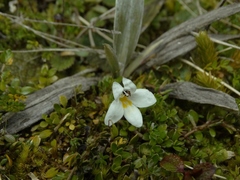 Euphrasia integrifolia