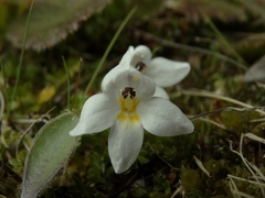 Euphrasia integrifolia