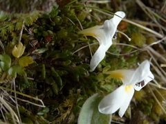 Euphrasia integrifolia