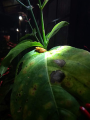 Dendropsophus reticulatus