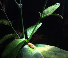 Dendropsophus reticulatus