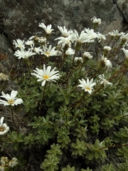 Celmisia brevifolia
