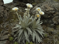 Celmisia semicordata stricta