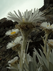 Celmisia semicordata stricta