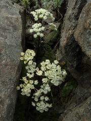 Anisotome capillifolia