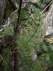 Anisotome capillifolia