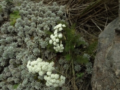Anisotome capillifolia