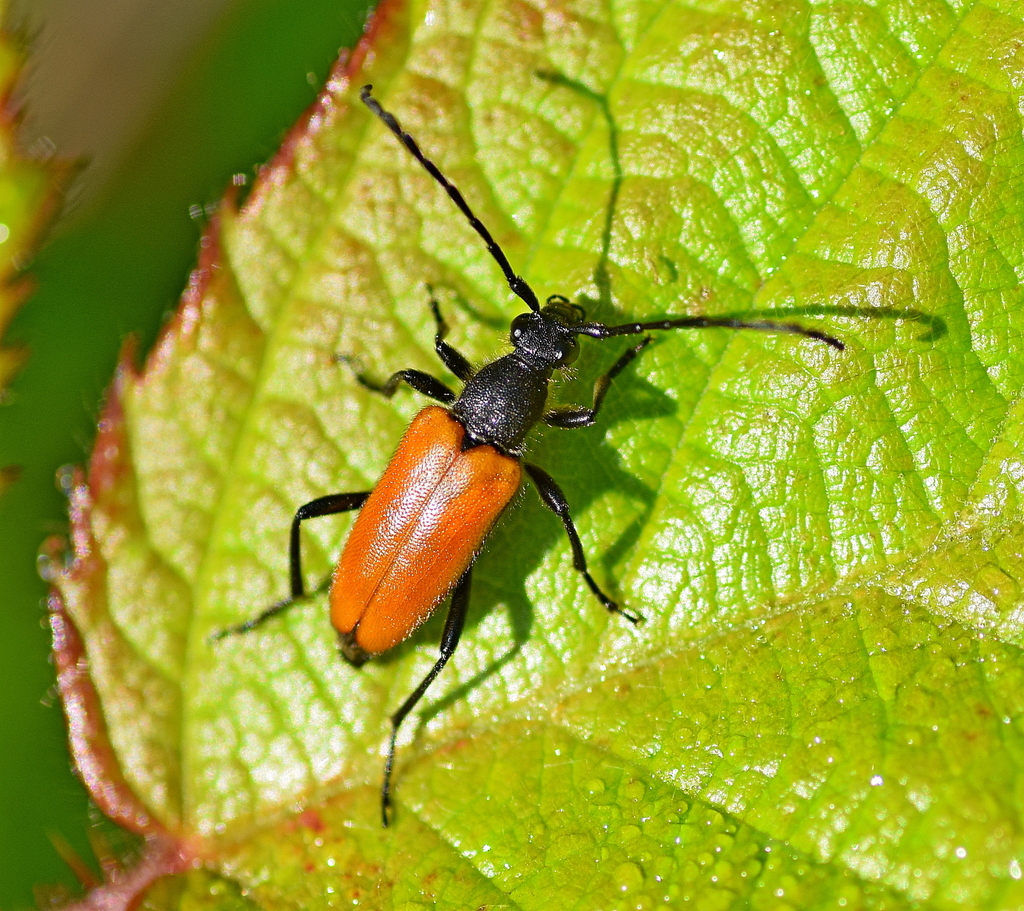 Paracorymbia pallens