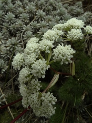 Anisotome capillifolia