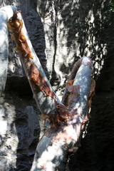 Commiphora aprevalii