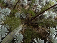 Anisotome capillifolia