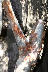 Commiphora aprevalii