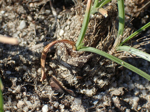 Image of Albuca setosa by (c) Mahomed Desai, some rights reserved (CC BY)