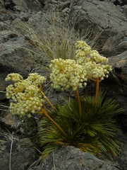 Aciphylla lecomtei