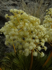 Aciphylla lecomtei