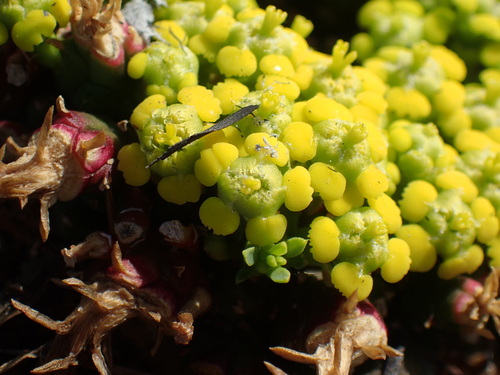 Image of Euphorbia flanaganii by (c) Mahomed Desai, some rights reserved (CC BY)