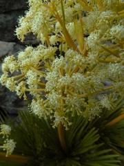 Aciphylla lecomtei