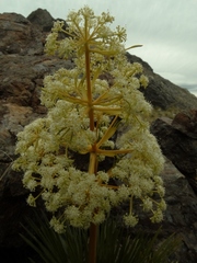 Aciphylla lecomtei