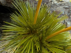 Aciphylla lecomtei