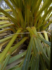 Aciphylla lecomtei