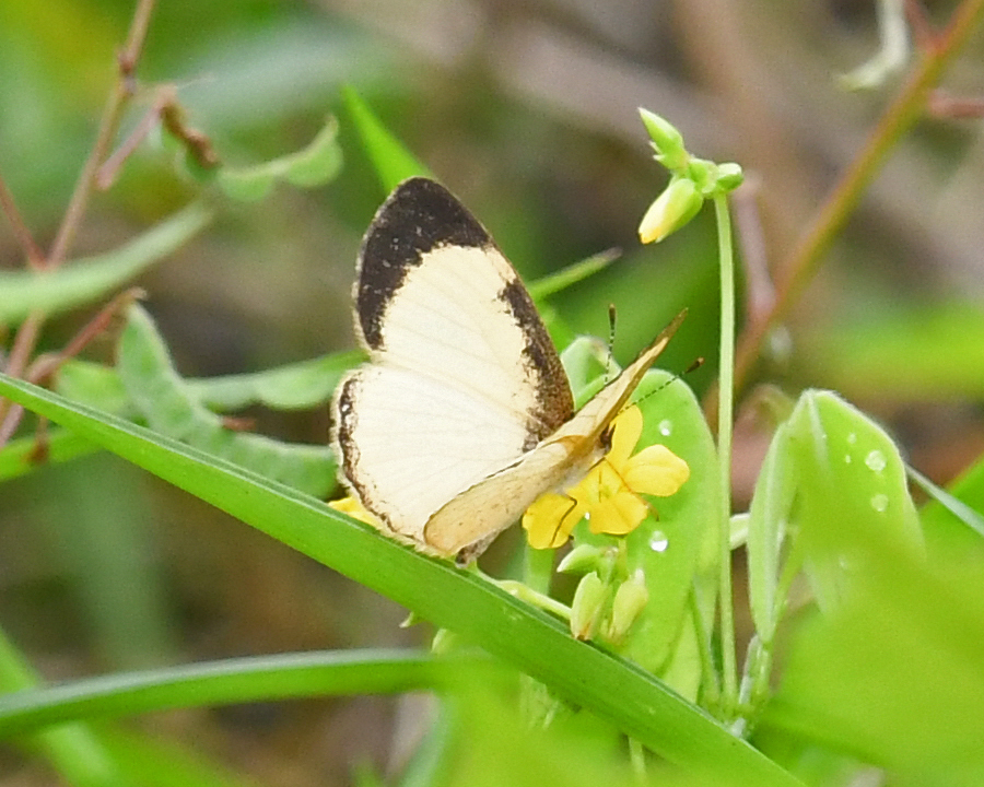 Tegosa flavida