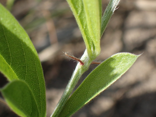 Image of Eriosema kraussianum by (c) Mahomed Desai, some rights reserved (CC BY)