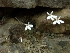 Lobelia linnaeoides