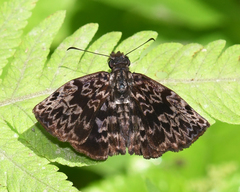 Cycloglypha thrasibulus