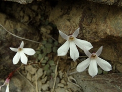 Lobelia linnaeoides