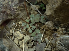 Lobelia linnaeoides
