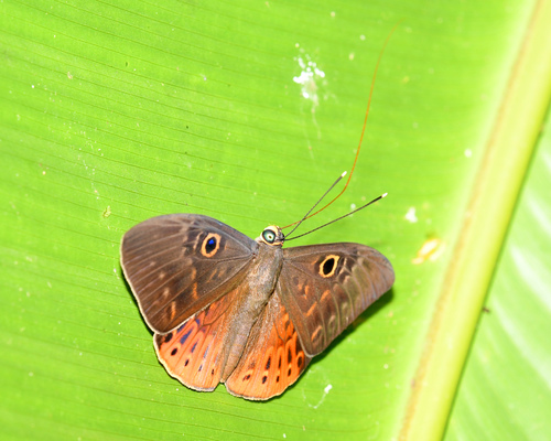 Great Eurybia Butterfly