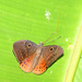 Fire-bordered Eurybia Butterfly - Photo (c) Roger Rittmaster, some rights reserved (CC BY-NC), uploaded by Roger Rittmaster