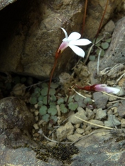 Lobelia linnaeoides