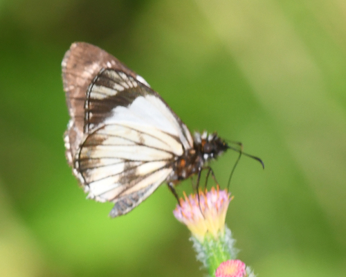 Heliopetes chimbo