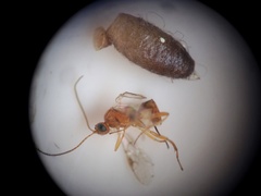 Meteorus pulchricornis