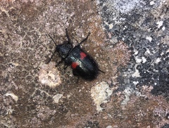 Astylus aulicus