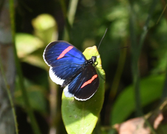 Heliconius erato cyrbia