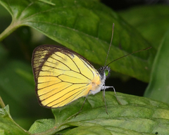 Leptophobia caesia